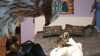 Owls are not told about meat! Iva the hawk-owl is pissed at the injustice!