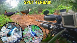 GILAA❗ BERBURU DI SPOT TERBAIK YANG PERNAH ADA BERBURU RUAK RUAK