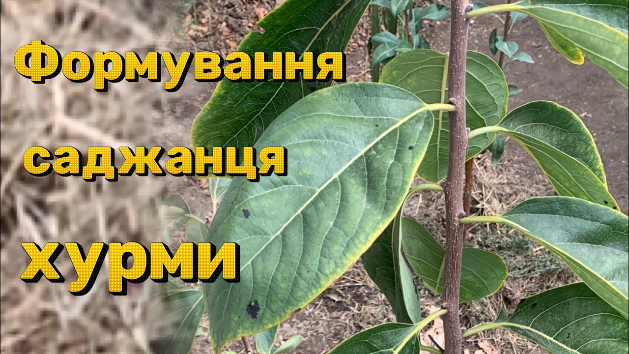 Формування саджанця хурми.