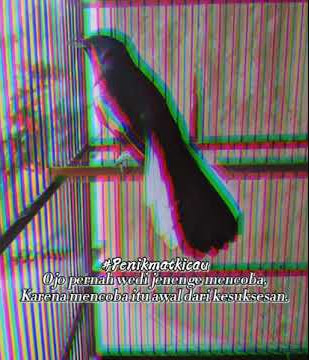 Story wa burung kacer