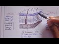 Structure of skin  layers of skin  human anatomy and physiology bpharma