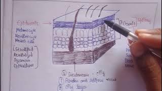 Structure of Skin | layers of skin | Human Anatomy and physiology Bpharma