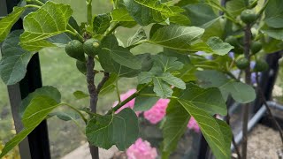 April 11 - PINCHING has begun! Fig Greenhouse Update