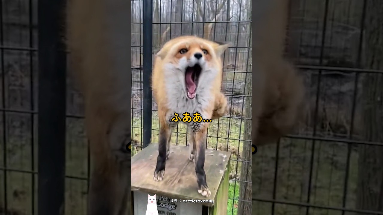 スキンシップ中毒になったキツネ