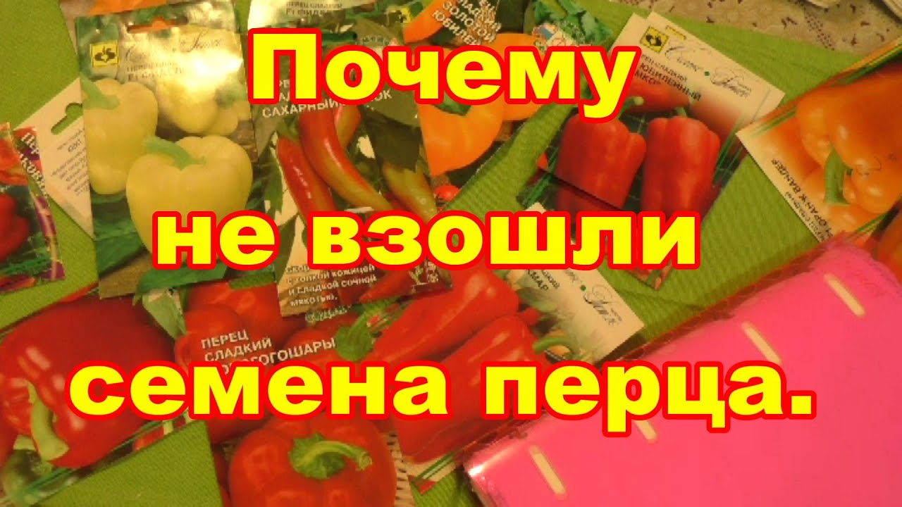 Почему не всходят семена перца. Семена перца в оболочке. Взошли или взашли семена. Если плохо всходят семена перца что делать. Почему не взошли семена помидор