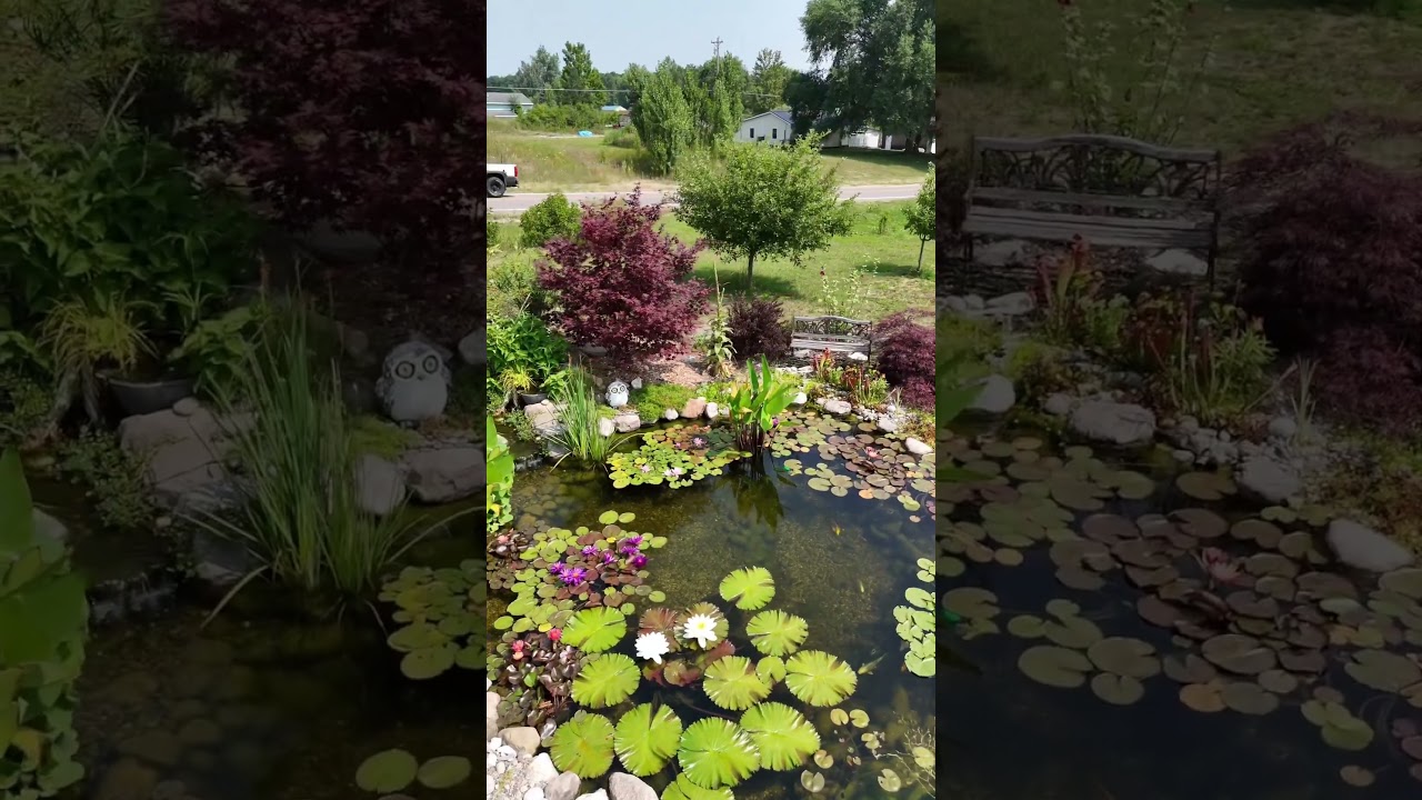 What’s your Water Garden” look like?THIS is how it could look with a little TLC!