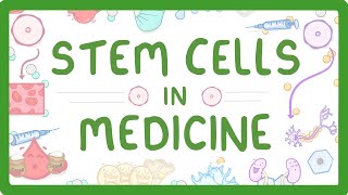 GCSE Biology - Stem Cells in Medicine