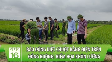 Báo động diệt chuột bằng điện trên đồng ruộng: Hiểm họa khôn lường | VTC16
