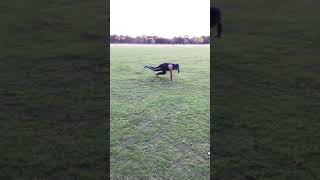 Lizard walk workout