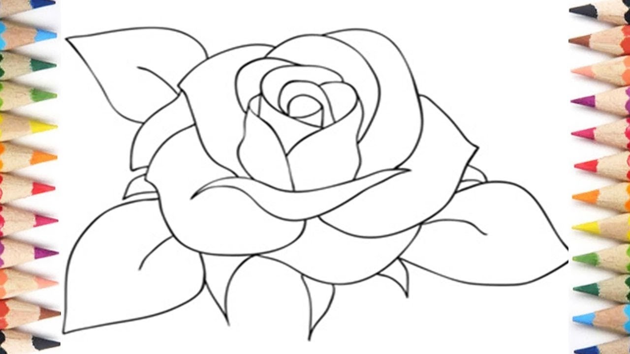 Teach Me How Drawing A Rose Easy Step By Step For Beginners