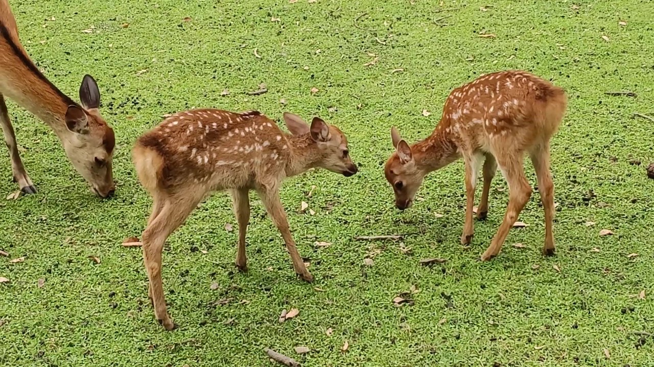 奈良公園の子鹿さん #111 Fawn of Nara Park - YouTube