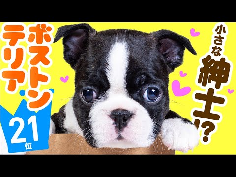 ❤️人気21位【ボストン・テリアってどんな犬?】子犬の価格や性格、寿命、飼いやすさは? カワイイ動画でチェック!