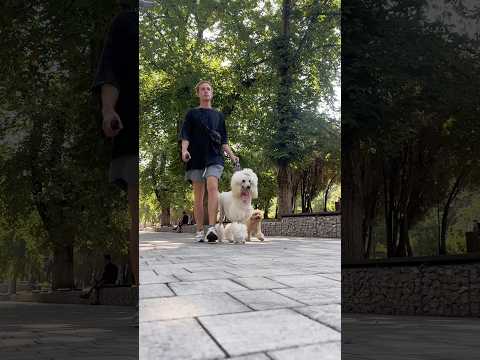 ПУДЕЛЬ И МАЛЬТИПУ ГУЛЯЮТ ПО АНАПЕ 😎 #собаки #пудель #мальтипу #poodle #maltipoo #анапа