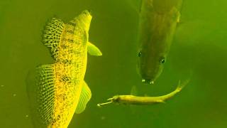 Big Zander Attacks Underwater Immersive 4K Uhd Videos