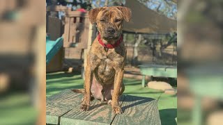 Jamison has been waiting at shelter for over a year for someone to love him | Forgotten Friends