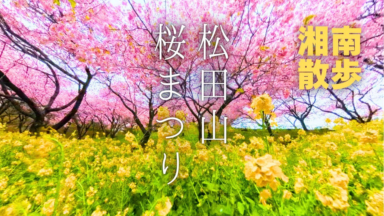 【湘南散歩】絶景！松田山の河津桜、河津桜酵母の日本酒⁉︎