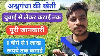 अश्वगंधा की खेती कैसे की जाती है//Herble planting//ashvgandha ki Kheti//अश्वगंधा की खेती।