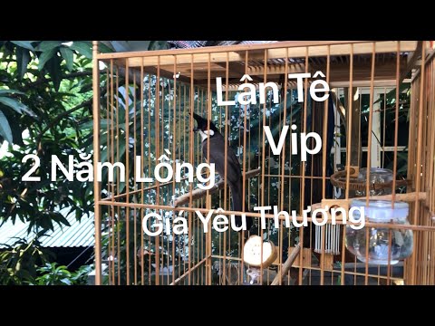 Video Chào Mào Lân Tê Vip Giá Cực Êm - Tôm Ferrari - Video... - youtube