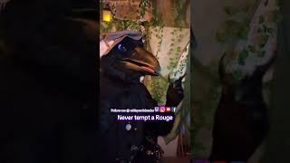 Rouges #furry #cosplay #dnd #costume #dnd5e #fursuit #dndcosplay #furries #funny #kenku Rouges #furry #cosplay #dnd #costume #dnd5e #fursuit #dndcosplay #furries #funny #kenku