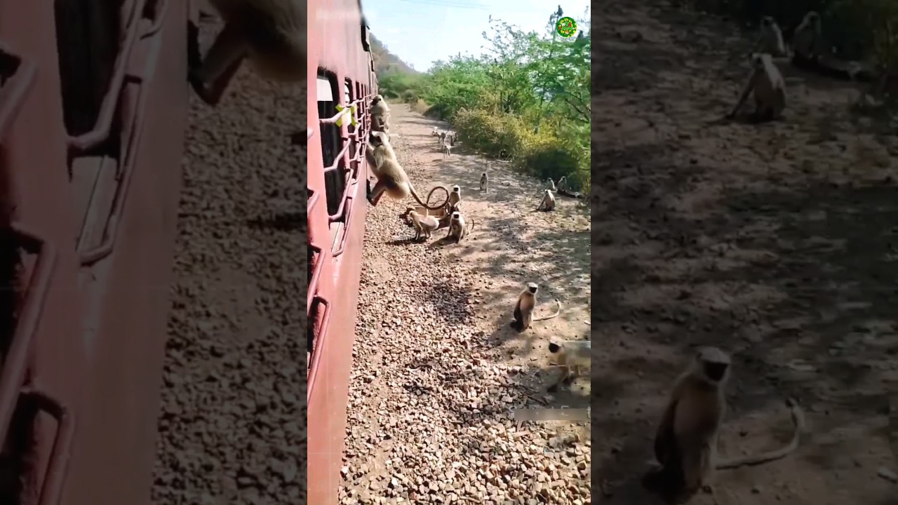 Monkey's Wait For The Train😲 