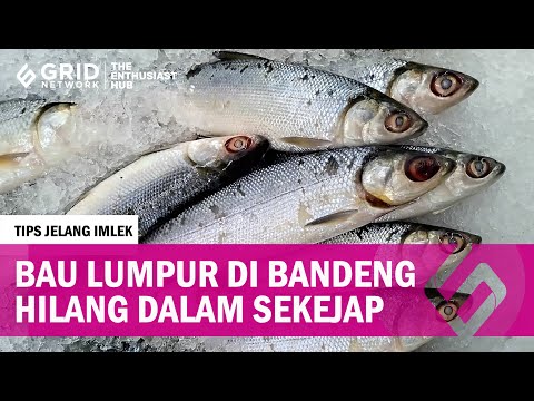 Penyebab Ikan Bandeng Bau Tanah