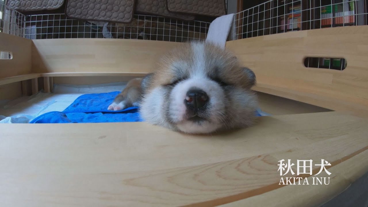寝て遊んでまた寝て 秋田犬の赤ちゃんは自由気まま - YouTube