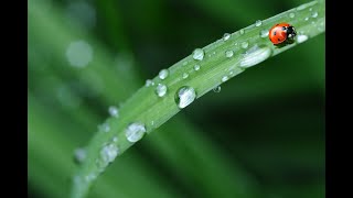 Rain Delay : Sound of Rain! Plant Edition. 1HR