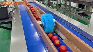 JCSORT Tomato Washing, Drying, Weight Grading & Packing Line | Automatic Tomato Processing Machine