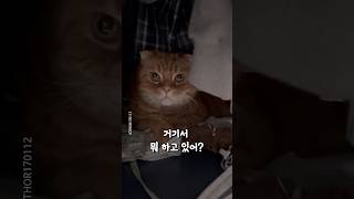 '꼭꼭 숨었니~?' #shorts #cat #고양이