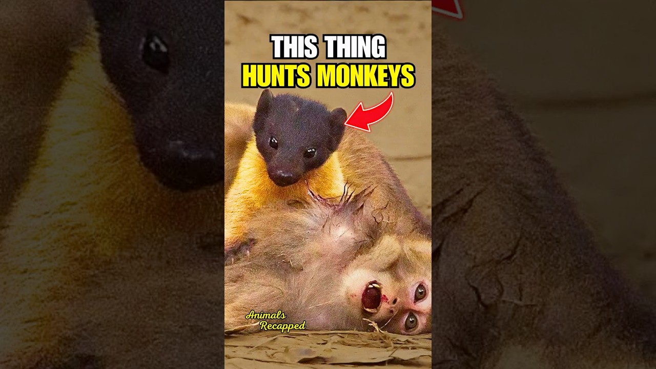 Желтогорлая куница — это угроза😈