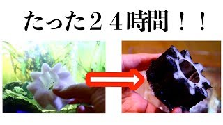 水作エイトSだけで176日間清掃していない水槽を24時間以内に綺麗にできるか！！【アクアリウム】【バランスドアクアリウム】【濾過装置】