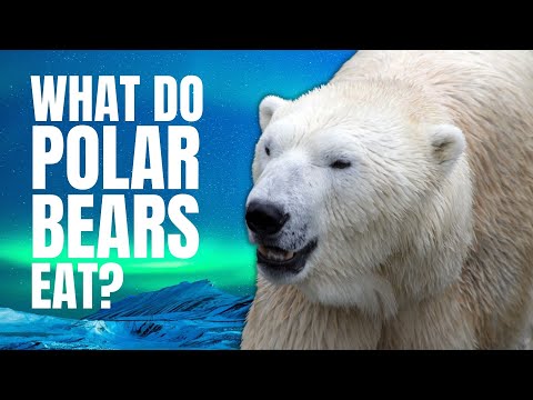 Video: What Polar Bears Eat