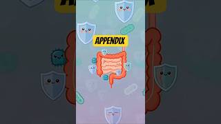 The Appendix Might Not Be Useless After All