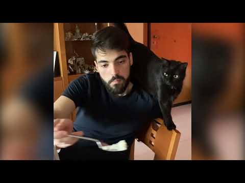 Silly & Cute Pet Videos on Youtube | Cute Funny Paws
