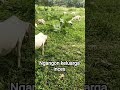 keluarga inces #domba #pertenakan #goat