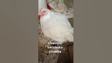 Ubworozi Bw Inkoko Z Inyama 