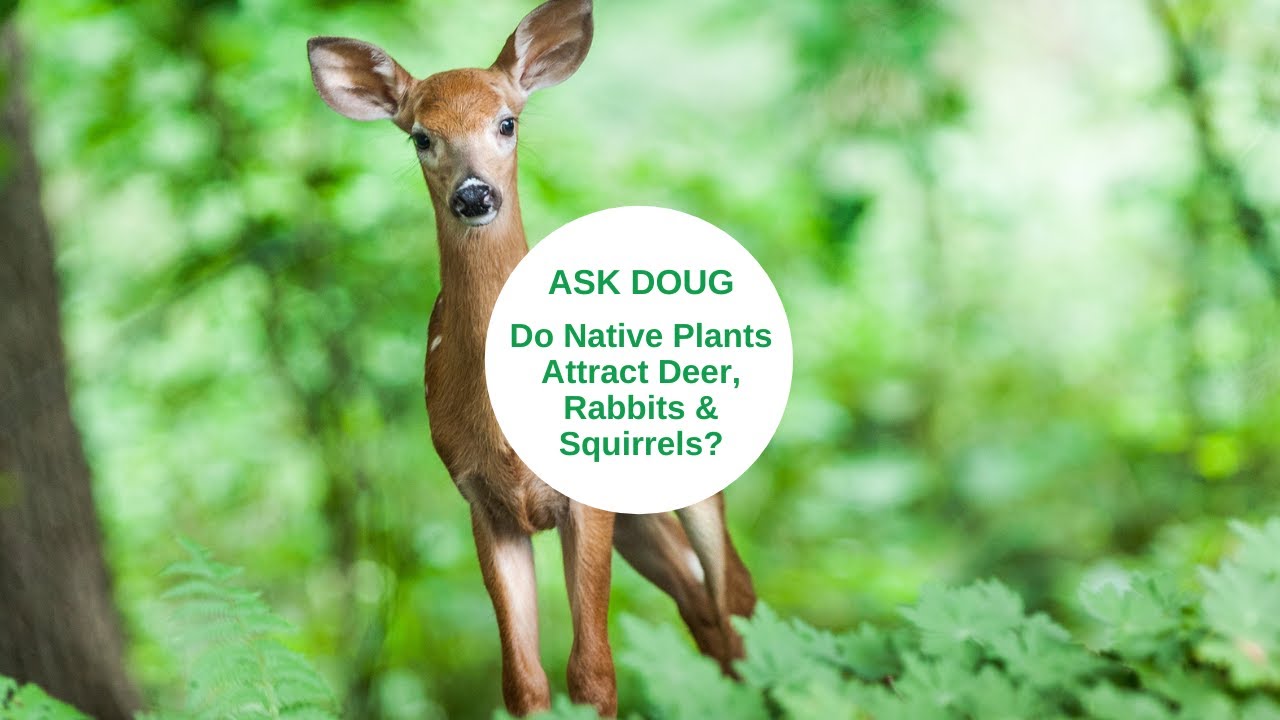 Do Native Plants Attract Deer, Squirrels, and Rabbits? YouTube