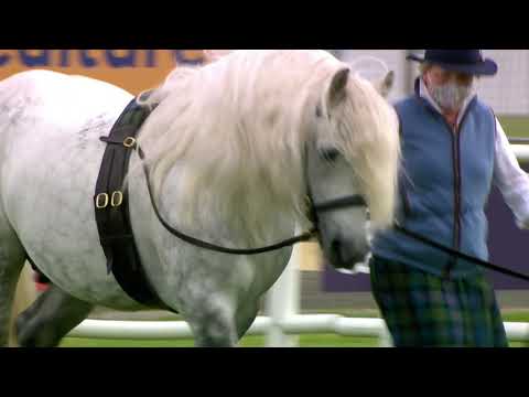 Video: Highland Horse Breed Hypoallergen, Sundhed Og Levetid