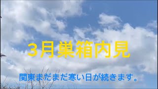 日本ミツバチ 養蜂 越冬〜3月内見