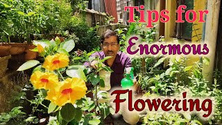 How to get Enormous Amount of Flowers in Hibiscus | Hibiscus flower tips|monsoon