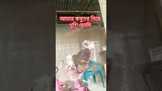 আমার কবুতর নিয়ে আমি খুবখুশি।youtubeshorts videos gopalganj bird gopalganj