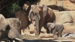 Makena, la primera cría de elefante nacida en BIOPARC Valencia cumple 7 meses 🐘😍