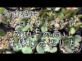 【多肉植物】葉挿しでの増やし方2