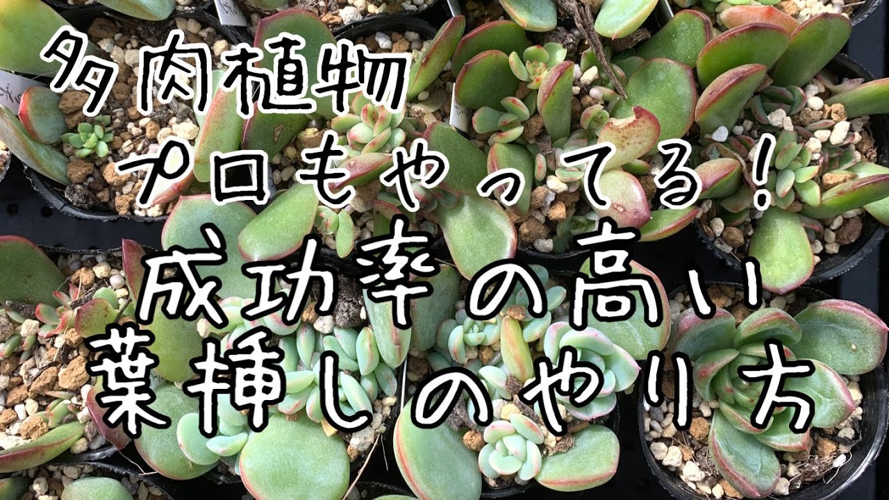 多肉植物 葉挿しでの増やし方2 Youtube