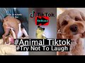 Funny Animal Videos That Are IMPOSSIBLE Not To Laugh At 😂 (CUTE) Part 1 | TikTok Compilation 2022