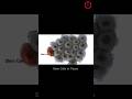 Stem Cells To Tissue Animation Video 