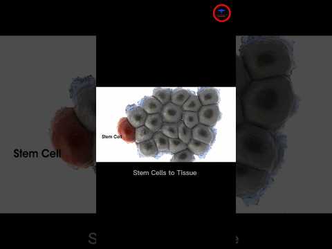 Video: Är mesenkymala celler stamceller?