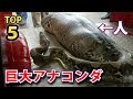 実在する巨大アナコンダＴＯＰ５ランキング！