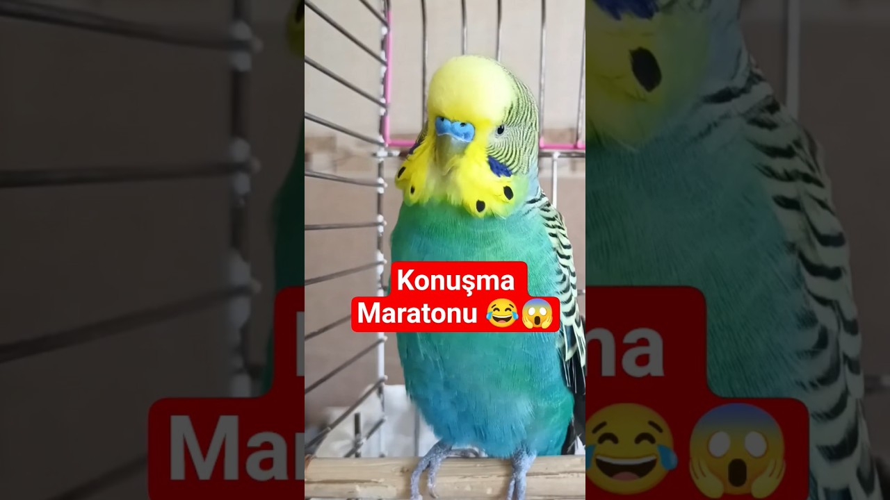Muhabbet Kuşum Sizi Şaşırtacak! Sürekli Konuşuyor 😍 Dinlet Konuştur , Muhabbet Kuşu Konuşturma