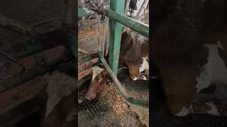 Dire Situation: Cow In Peril #Cows